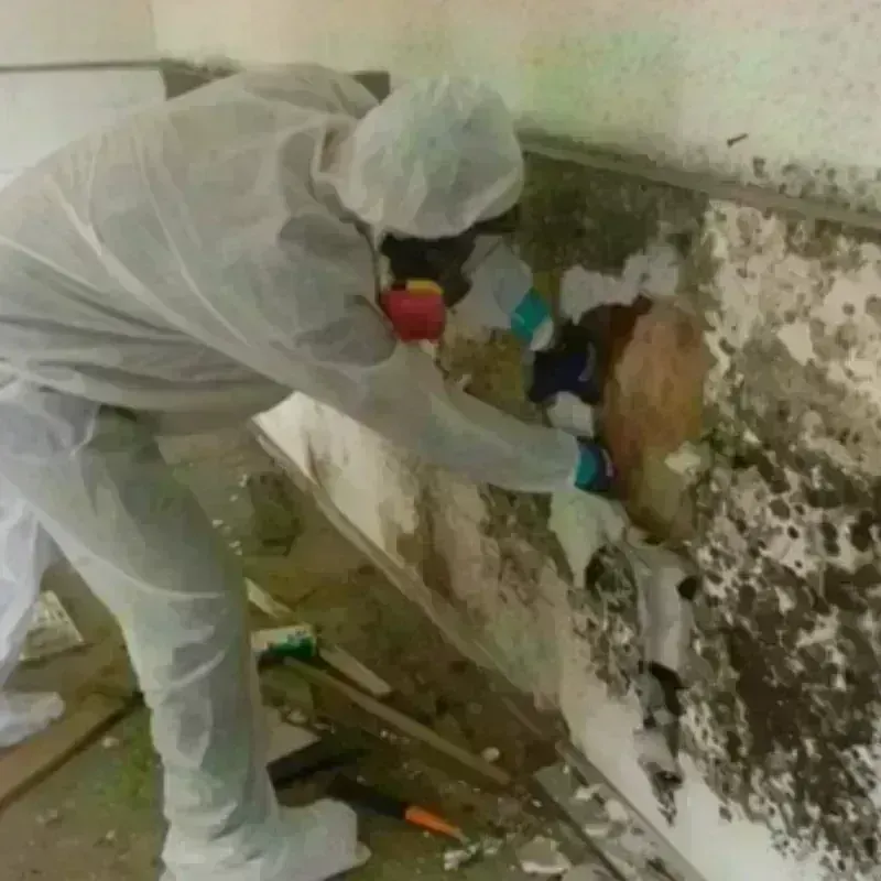 Mold Remediation and Removal in North Newton, KS